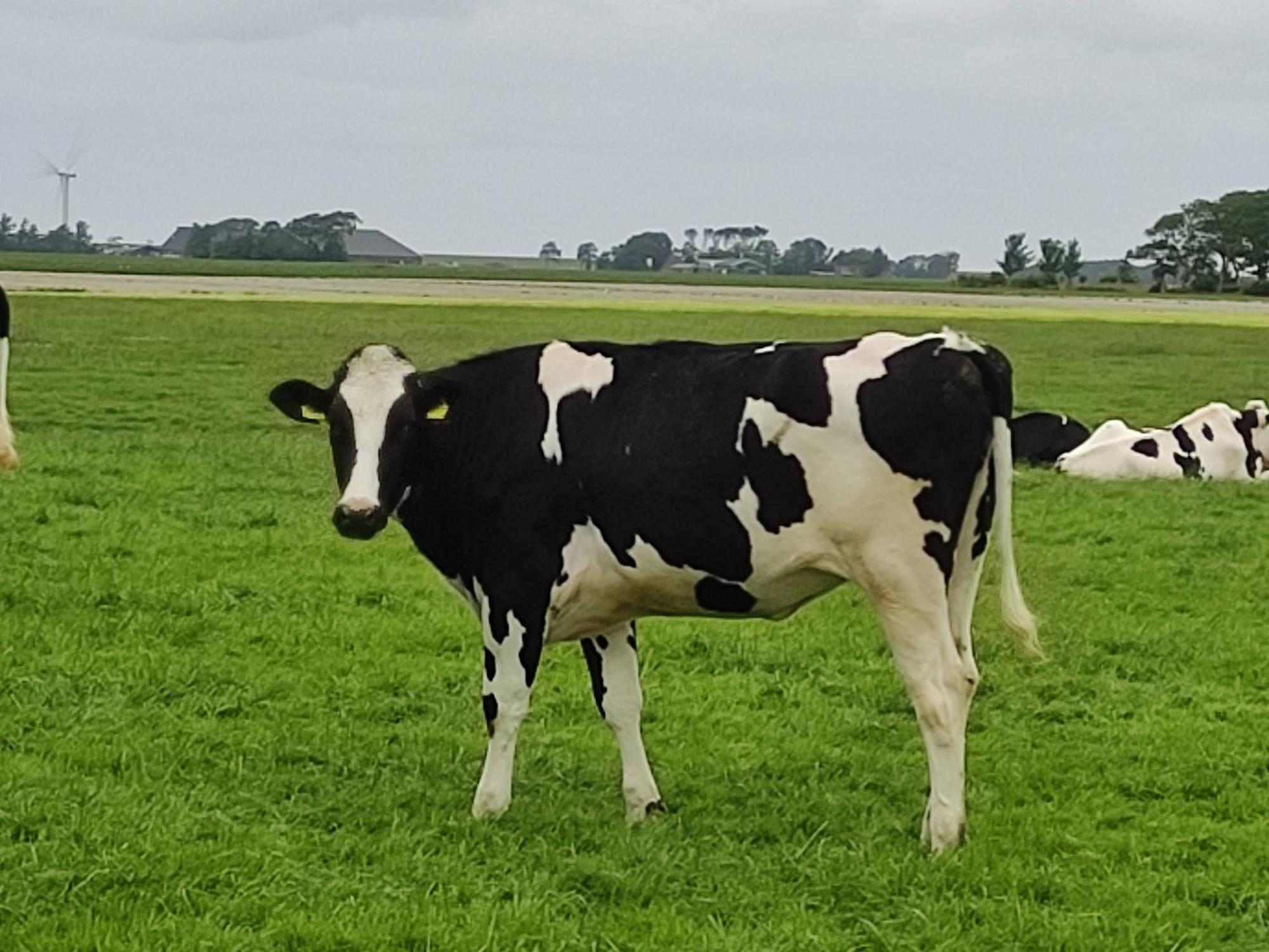 In Het Mooie Friesland Vele Bezienswaardigheden Hantum Bagian luar foto