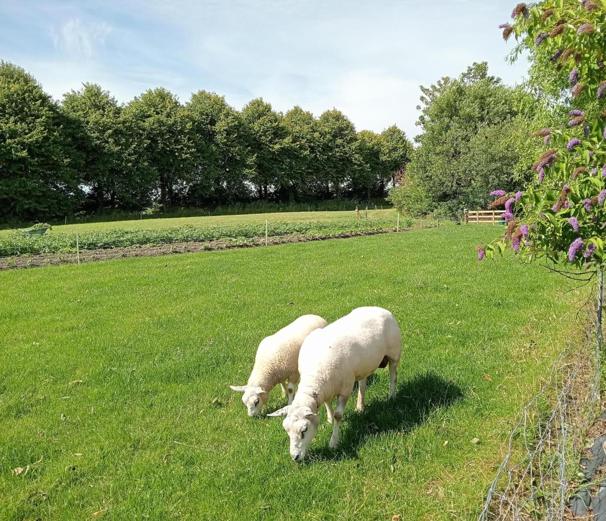 In Het Mooie Friesland Vele Bezienswaardigheden Hantum Bagian luar foto